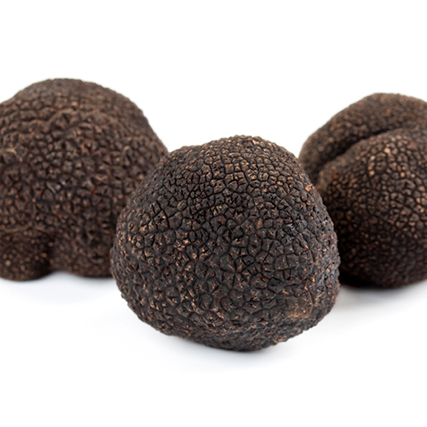Black Truffle - Tuber Melanosporum