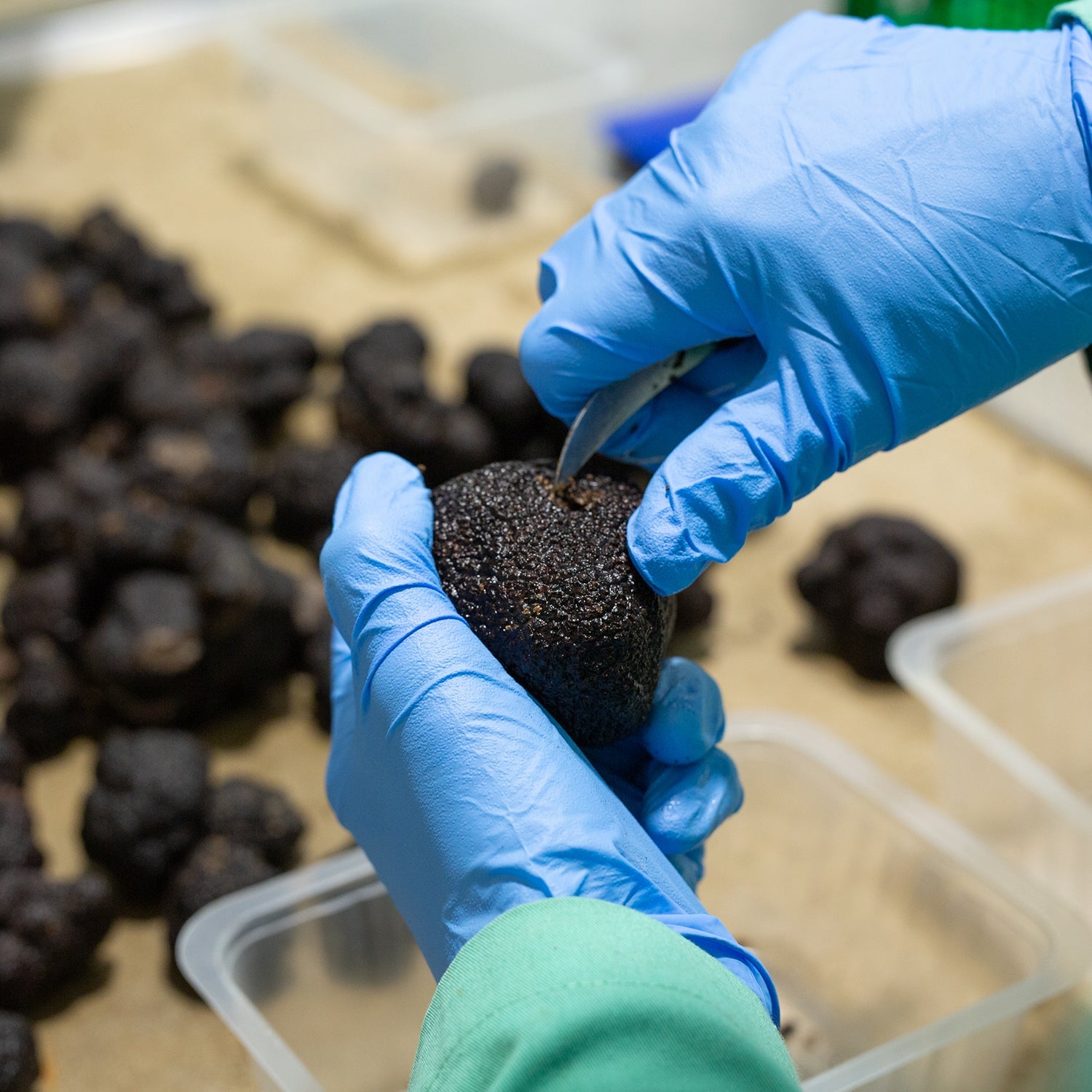Black Truffle - Tuber Melanosporum