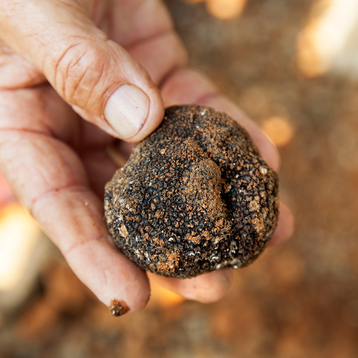 Black Truffle - Tuber Melanosporum