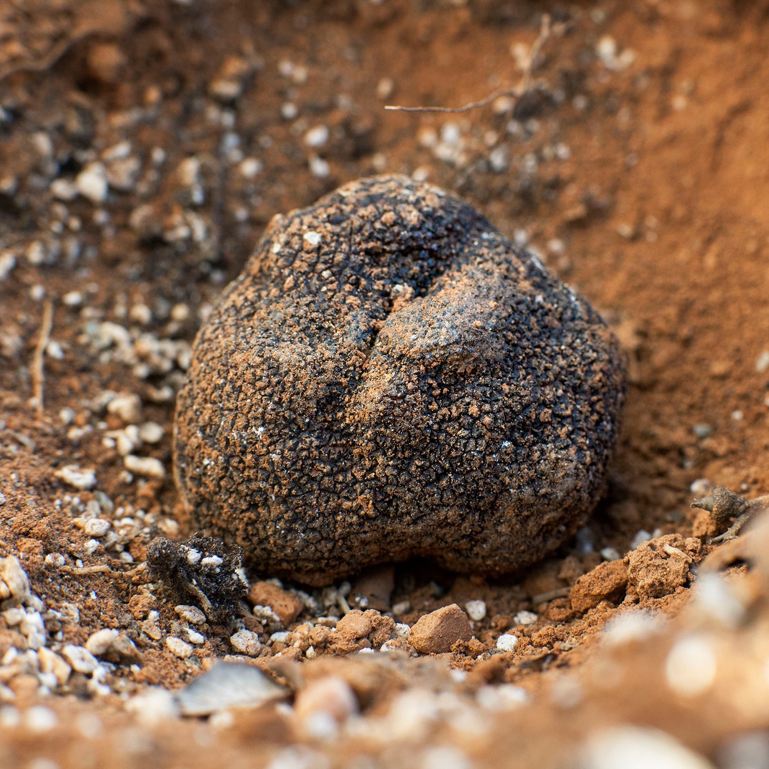 Black Truffle - Tuber Melanosporum