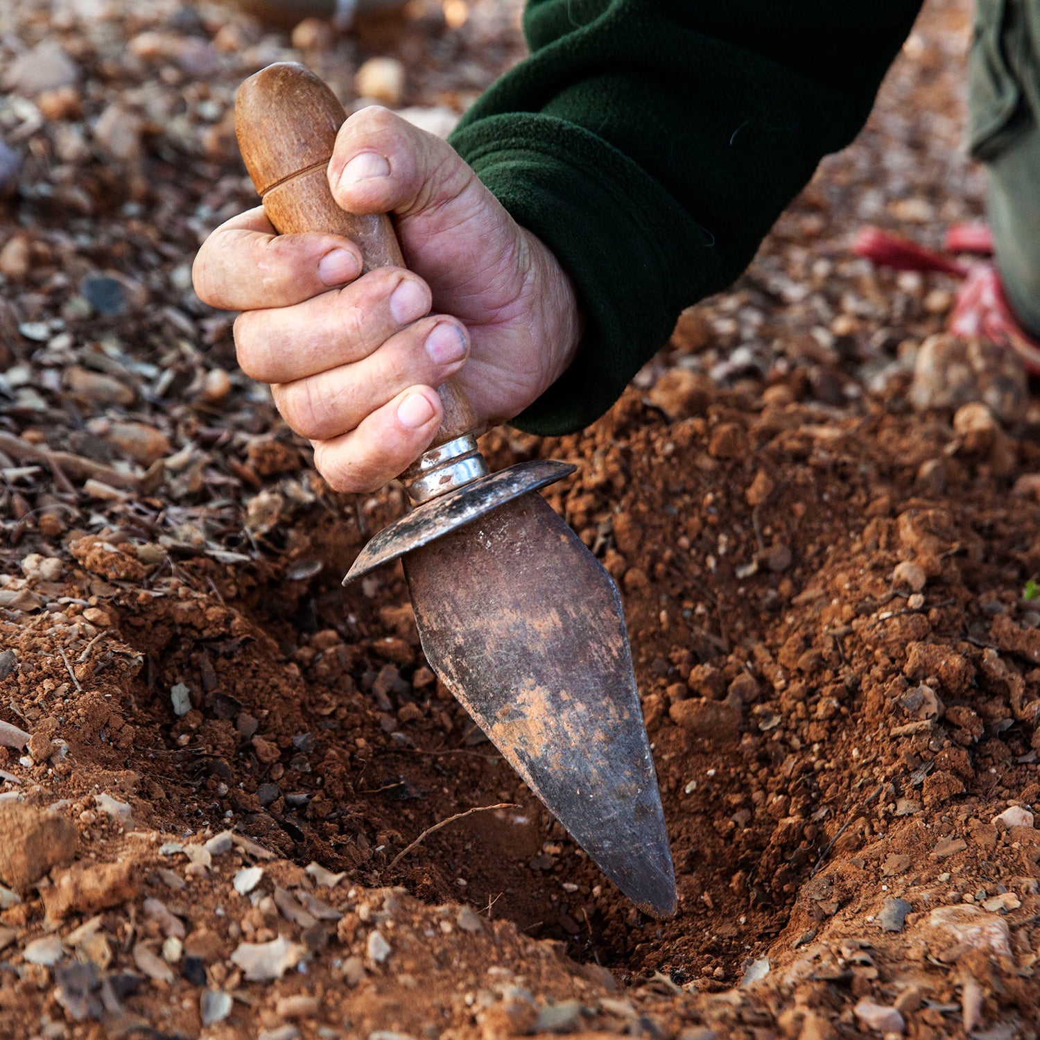 Black Truffle - Tuber Melanosporum