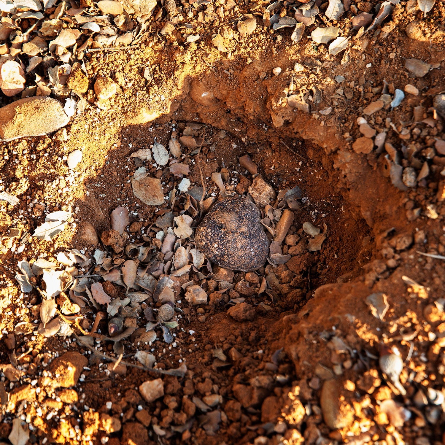 Black Truffle - Tuber Melanosporum