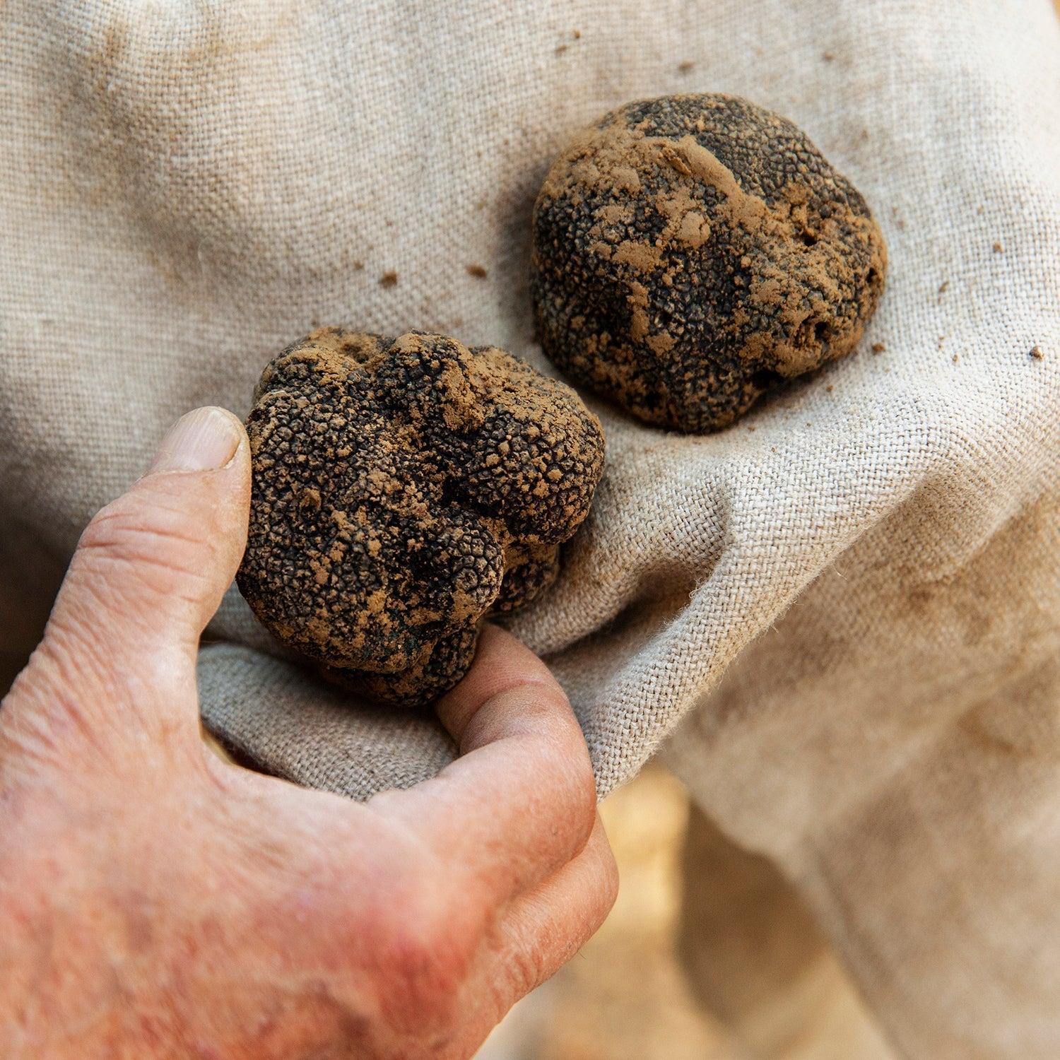 Black Truffle - Tuber Melanosporum
