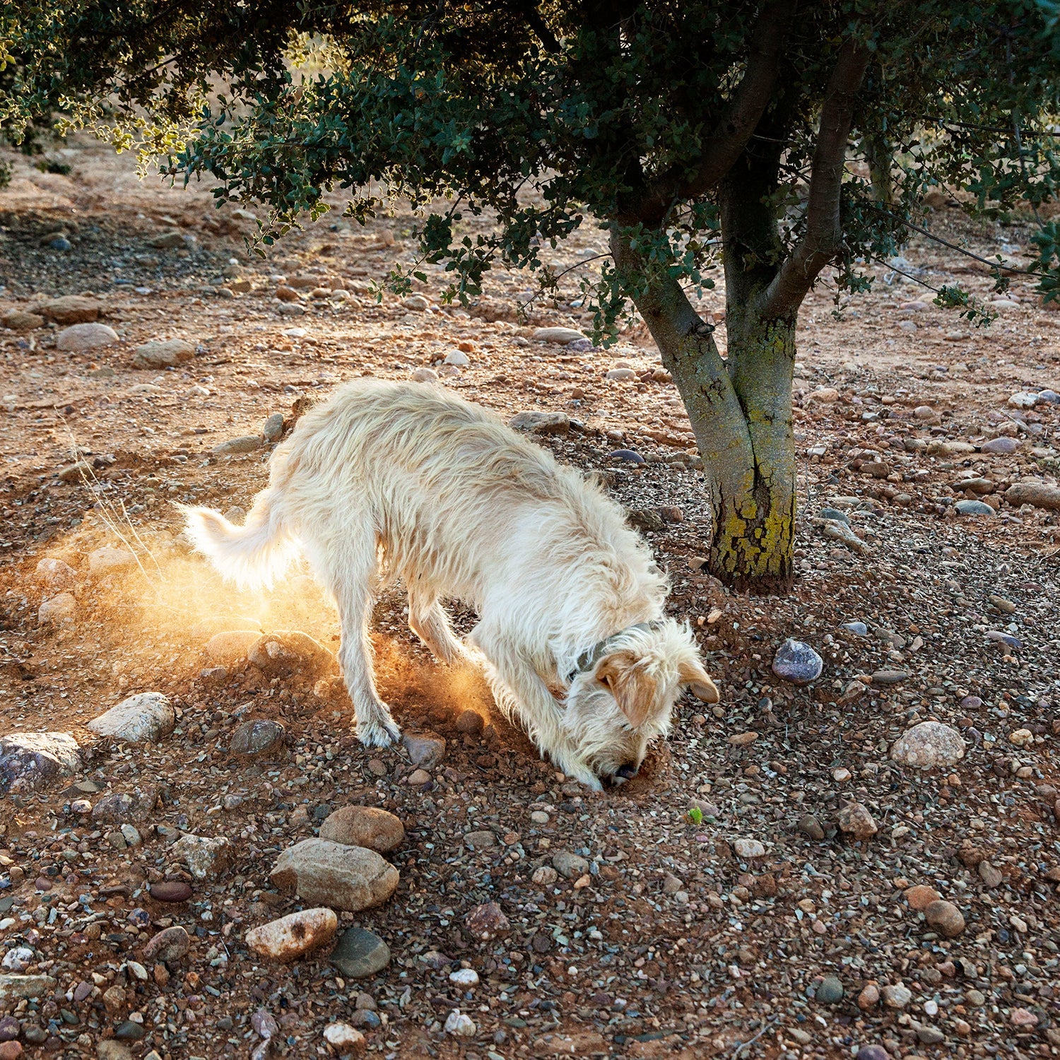 Black Truffle - Tuber Melanosporum