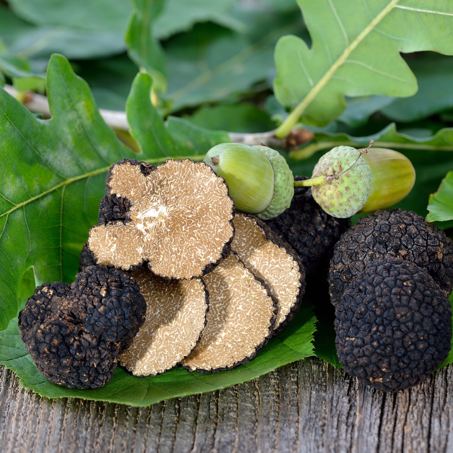Autumn Truffle - Tuber Uncinatum