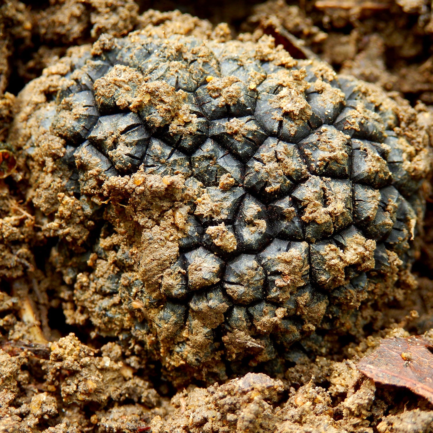 Autumn Truffle - Tuber Uncinatum